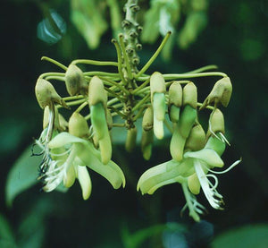 Mucuna Holtonii Vine Seed, Central / South American Woody Creeper, Sea Bean