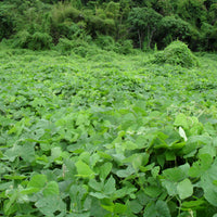 Mucuna Pruriens Vine (White Strain) 5 Seeds, Herbal Velvet Bean, Cowitch Edible Medicinal Climber