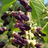 Mucuna Pruriens Vine (White Strain) 5 Seeds, Herbal Velvet Bean, Cowitch Edible Medicinal Climber