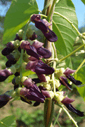 Mucuna Pruriens Vine (White Strain) 5 Seeds, Herbal Velvet Bean, Cowitch Edible Medicinal Climber