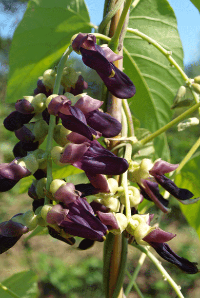 chlorophytum borivilianum and velvet bean Mucuna Pruriens Vine 5/50 Seeds, Velvet Bean (Molted Strain) NO ITCH,