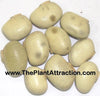 Mucuna Pruriens Vine (White Strain) 5 Seeds, Herbal Velvet Bean, Cowitch Edible Medicinal Climber