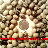 Mucuna Pruriens Vine 5/50/300 Seeds, Velvet Bean (Molted Strain) NO ITCH, L-dopa Cowitch
