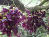 Mucuna Sempervirens Rare Vine Seed, Ornamental Creeper Sea Bean Tropical Climber