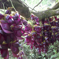 Mucuna Sempervirens Rare Vine Seed, Ornamental Creeper Sea Bean Tropical Climber
