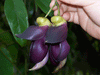 Mucuna Sempervirens Rare Vine Seed, Ornamental Creeper Sea Bean Tropical Climber