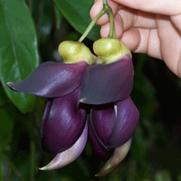 Mucuna Sempervirens Rare Vine Seed, Ornamental Creeper Sea Bean Tropical Climber