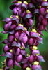Mucuna Sempervirens Rare Vine Seed, Ornamental Creeper Sea Bean Tropical Climber