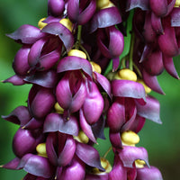 Mucuna Sempervirens Rare Vine Seed, Ornamental Creeper Sea Bean Tropical Climber