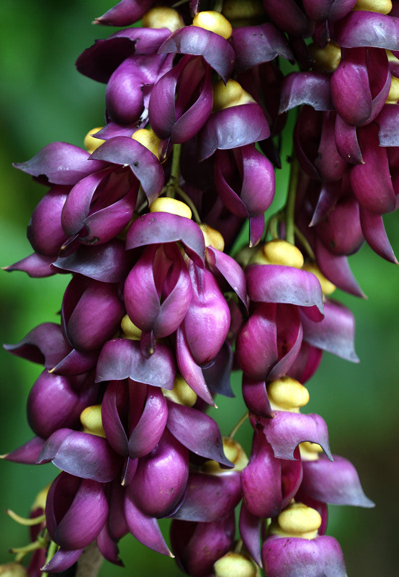 Mucuna Sempervirens Rare Vine Seed, Ornamental Creeper Sea Bean Tropical Climber