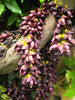 Mucuna Sempervirens Rare Vine Seed, Ornamental Creeper Sea Bean Tropical Climber