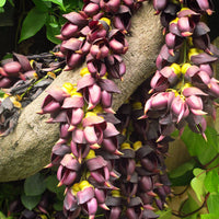 Mucuna Sempervirens Rare Vine Seed, Ornamental Creeper Sea Bean Tropical Climber