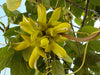 Mucuna Sloanei Seed, South American Rare Gold Jade Vine, Hamburger Sea Bean