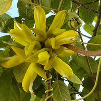Mucuna Sloanei Seed, South American Rare Gold Jade Vine, Hamburger Sea Bean