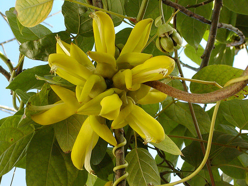 Mucuna Sloanei Seed, South American Rare Gold Jade Vine, Hamburger Sea Bean