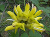 Mucuna Sloanei Seed, South American Rare Gold Jade Vine, Hamburger Sea Bean
