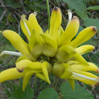 Mucuna Sloanei Seed, South American Rare Gold Jade Vine, Hamburger Sea Bean