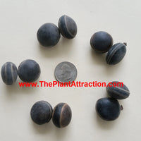 Mucuna Sloanei Seed, South American Rare Gold Jade Vine, Hamburger Sea Bean