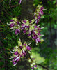 Mucuna Macrocarpa Vine Seed, Rare Rusty Leaf Muunai, Long Fruited 