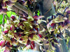 Mucuna Macrocarpa Vine Seed, Rare Rusty Leaf Muunai, Long Fruited 