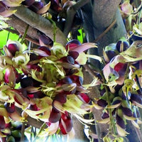 Mucuna Macrocarpa Vine Seed, Rare Rusty Leaf Muunai, Long Fruited 