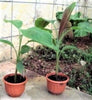 Musa Thomsonii 10 Seeds, Edible Himalayan Banana Fruit Tree
