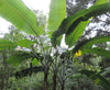 Musa Thomsonii 10 Seeds, Edible Himalayan Banana Fruit Tree