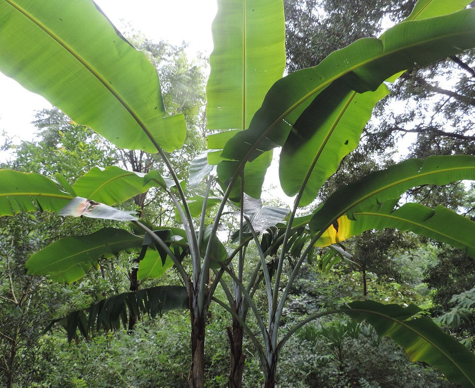 banana leaf plant seeds Musa Thomsonii 10 Seeds, Edible Himalayan Banana Fruit Tree