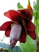 Musa Balbisiana 10 Seeds, Wild Banana Fruit Berry Tree Garden Ornamental