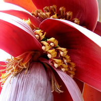 Musa Balbisiana 10 Seeds, Wild Banana Fruit Berry Tree Garden Ornamental
