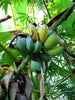 Musa Balbisiana 10 Seeds, Wild Banana Fruit Berry Tree Garden Ornamental