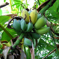 Musa Balbisiana 10 Seeds, Wild Banana Fruit Berry Tree Garden Ornamental