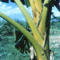 Musa Ochracea 8 Seeds, Rare Asian Banana Fruit Tree