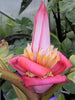 Musa Velutina Hairy Pink Ornamental Banana Fruits 10 Seeds, Hardy