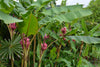 Musa Velutina Hairy Pink Ornamental Banana Fruits 10 Seeds, Hardy