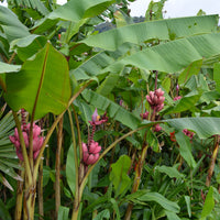 Musa Velutina Hairy Pink Ornamental Banana Fruits 10 Seeds, Hardy