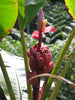 Musa Velutina Hairy Pink Ornamental Banana Fruits 10 Seeds, Hardy