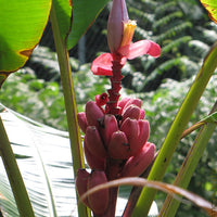 Musa Velutina Hairy Pink Ornamental Banana Fruits 10 Seeds, Hardy