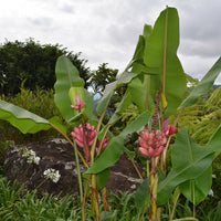 Musa Velutina Hairy Pink Ornamental Banana Fruits 10 Seeds, Hardy