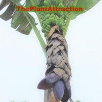 Musa Balbisiana Gigantea 10 Seeds, Bhimkol Wild Cultivar India Banana Fruit