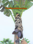 Musa Balbisiana Gigantea 10 Seeds, Bhimkol Wild Cultivar India Banana Fruit
