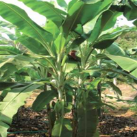 Musa Flaviflora 5 Seeds, Wild Northeastern Indian Banana