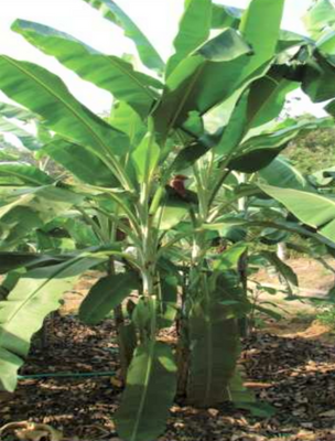 Musa Flaviflora 5 Seeds, Wild Northeastern Indian Banana