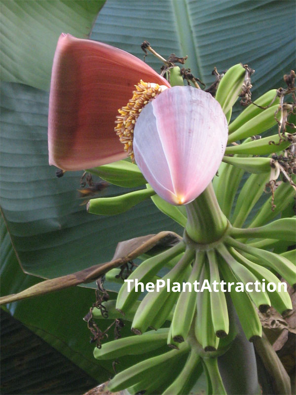 Musa Griersonii 5 Seeds, Giant Himalayan Banana, Bhutan Banana