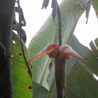 Musa Nagensium 5 Seeds, Large Eastern Himalayan Banana Fruit
