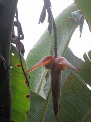 Musa Nagensium 5 Seeds, Large Eastern Himalayan Banana Fruit