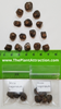 Musa Nagensium 5 Seeds, Large Eastern Himalayan Banana Fruit