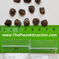 Musa Nagensium 5 Seeds, Large Eastern Himalayan Banana Fruit