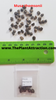 Musa Thomsonii 10 Seeds, Edible Himalayan Banana Fruit Tree