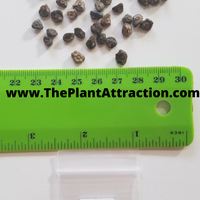 Musa Thomsonii 10 Seeds, Edible Himalayan Banana Fruit Tree